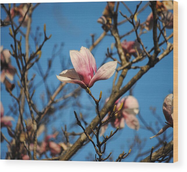Flower Wood Print featuring the photograph Pink Magnolia Flower by Jai Johnson