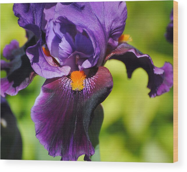 Beautiful Iris Wood Print featuring the photograph Purple and Orange Iris II by Jai Johnson