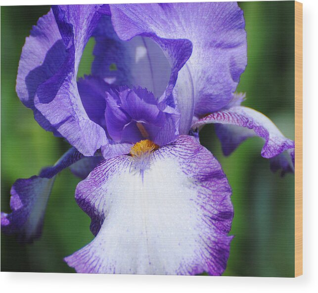 Beautiful Iris Wood Print featuring the photograph Purple and White Iris Flower by Jai Johnson