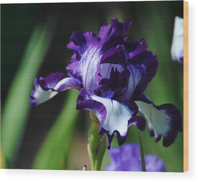 Beautiful Wood Print featuring the photograph Purple and White Iris by Jai Johnson