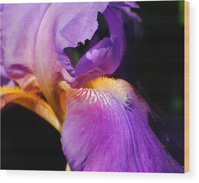 Beautiful Iris Wood Print featuring the photograph Purple and Yellow Iris Close Up II by Jai Johnson