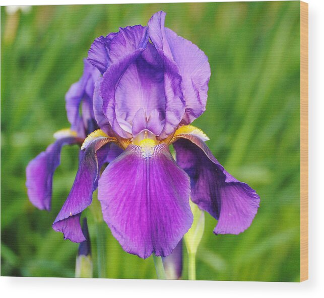 Beautiful Iris Wood Print featuring the photograph Purple and Yellow Iris Flower by Jai Johnson