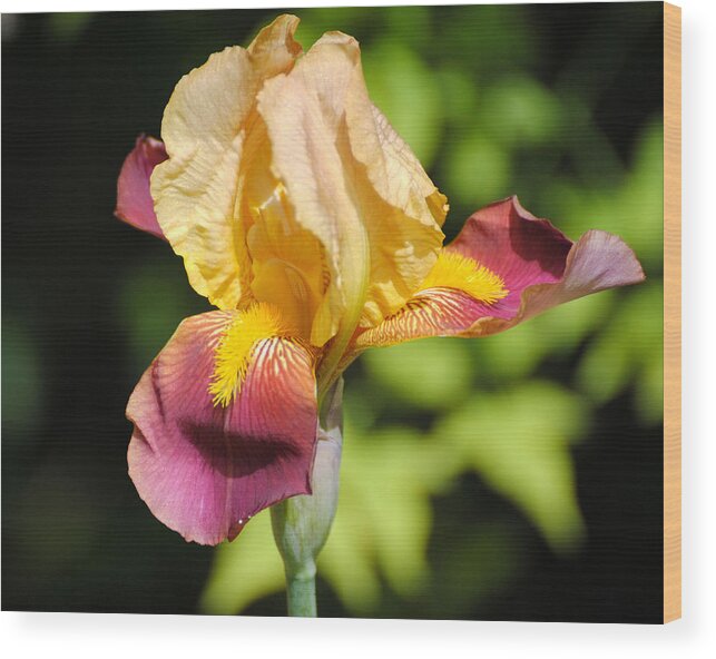 Beautiful Wood Print featuring the photograph Purple and Yellow Iris II by Jai Johnson