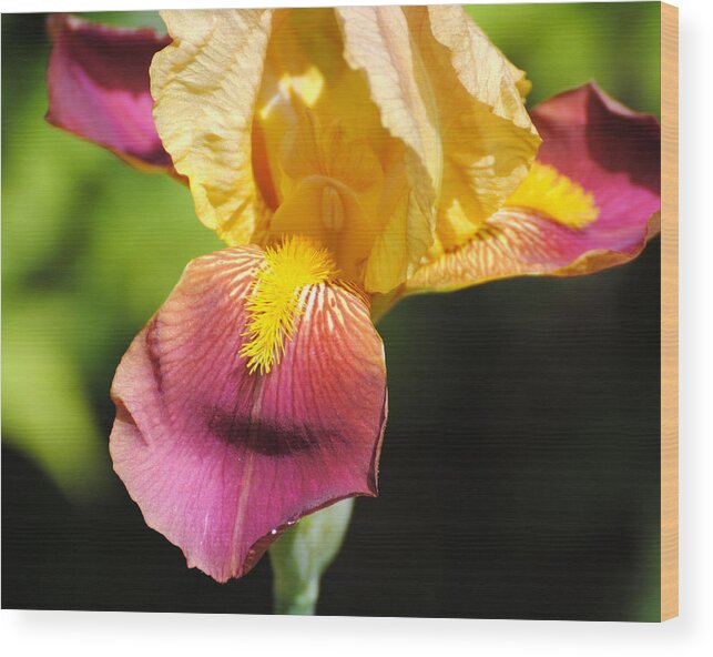 Beautiful Wood Print featuring the photograph Purple and Yellow Iris III by Jai Johnson