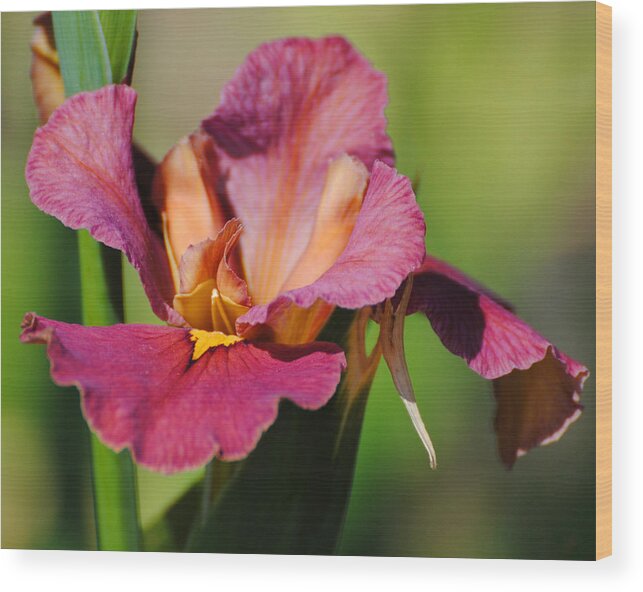 Beautiful Wood Print featuring the photograph Red Iris by Jai Johnson