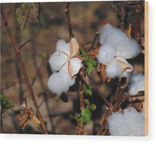 Brown Wood Print featuring the photograph Tennessee Cotton I by Jai Johnson