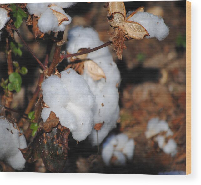 Brown Wood Print featuring the photograph Tennessee Cotton II by Jai Johnson