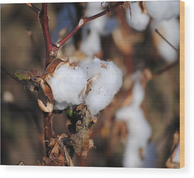 Brown Wood Print featuring the photograph Tennessee Cotton IV by Jai Johnson
