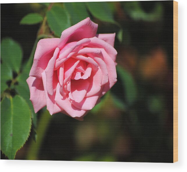 Autumn Wood Print featuring the photograph The Last Rose by Jai Johnson