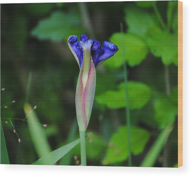 Beautiful Wood Print featuring the photograph Unfolding Iris by Jai Johnson