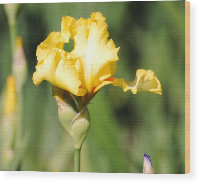 Beautiful Iris Wood Print featuring the photograph Yellow and White Iris by Jai Johnson