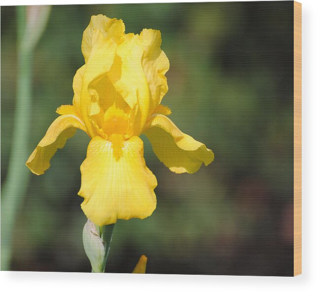 Flower Wood Print featuring the photograph Yellow Iris by Jai Johnson