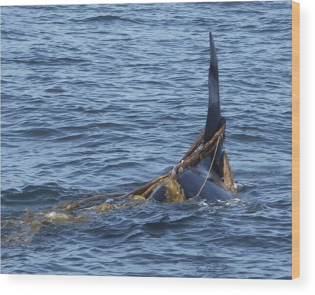 Orca Animal Sealife Marine Mammal Alaska Sitka Wood Print featuring the photograph All Tied Up by Harold Piskiel