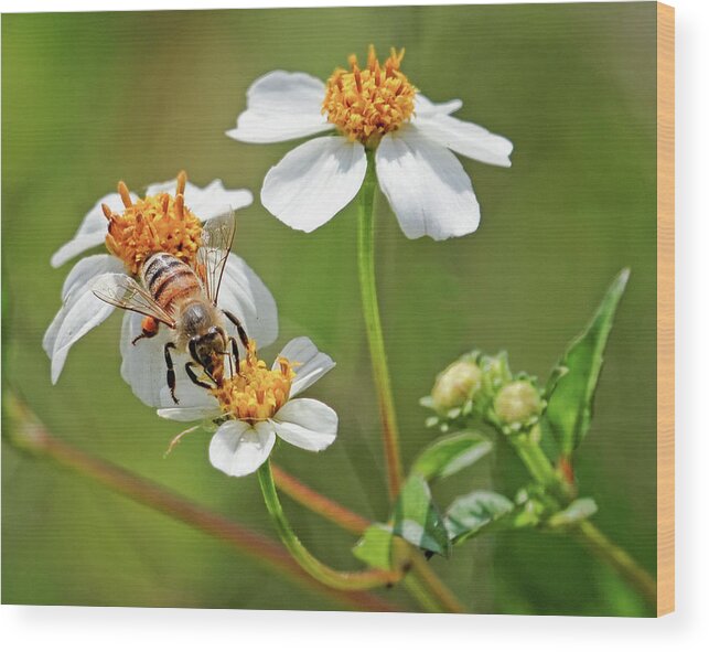 Art Wood Print featuring the photograph Collecting Pollen by Dawn Currie