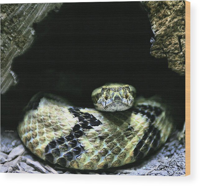 Rattlesnake Wood Print featuring the photograph Don't Tread on Me by JC Findley