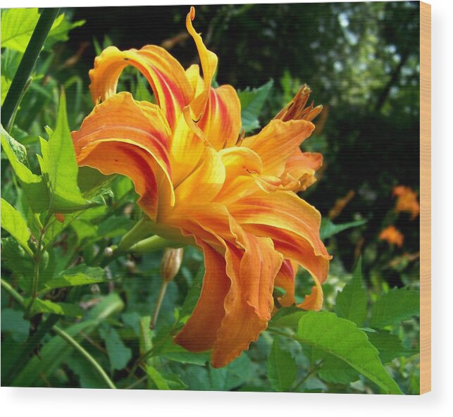 Flower Wood Print featuring the photograph Double Blossom Orange Lily by Jai Johnson