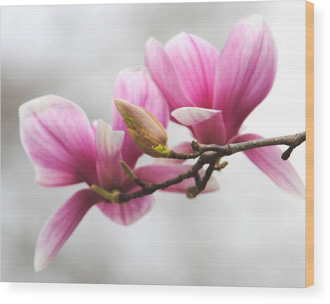 Magnolia Wood Print featuring the photograph Fresh Start by Jai Johnson