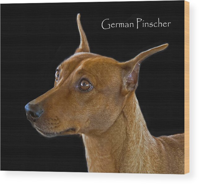 German Pinscher Wood Print featuring the photograph German Pinscher by Larry Linton