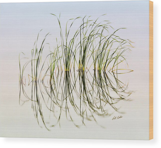 Bill Kesler Photography Wood Print featuring the photograph Graceful Grass by Bill Kesler