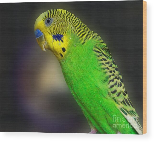 Bird Wood Print featuring the photograph Green Parakeet Portrait by Jai Johnson