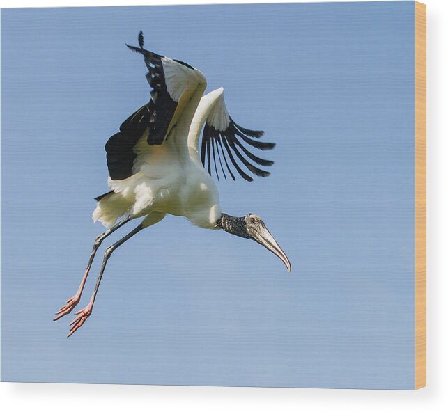 Dawn Currie Photography Wood Print featuring the photograph Initiate Flight by Dawn Currie