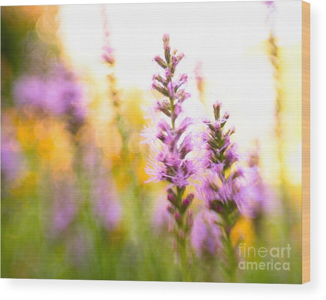 Flower Wood Print featuring the photograph Liatris by Pamela Taylor