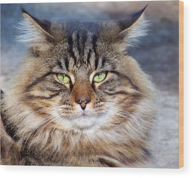 Cat Wood Print featuring the photograph Maine Coon I by Jai Johnson