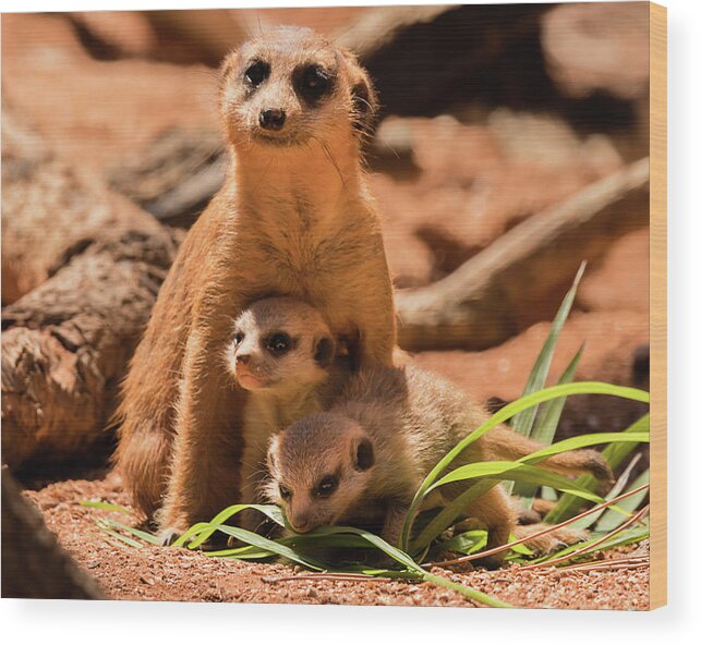 Brevard County Wood Print featuring the photograph Meerkat Family II by Dawn Currie