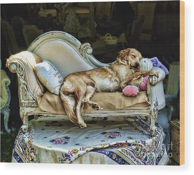Dog Wood Print featuring the photograph Napping Dog Promo by Edward Sobuta