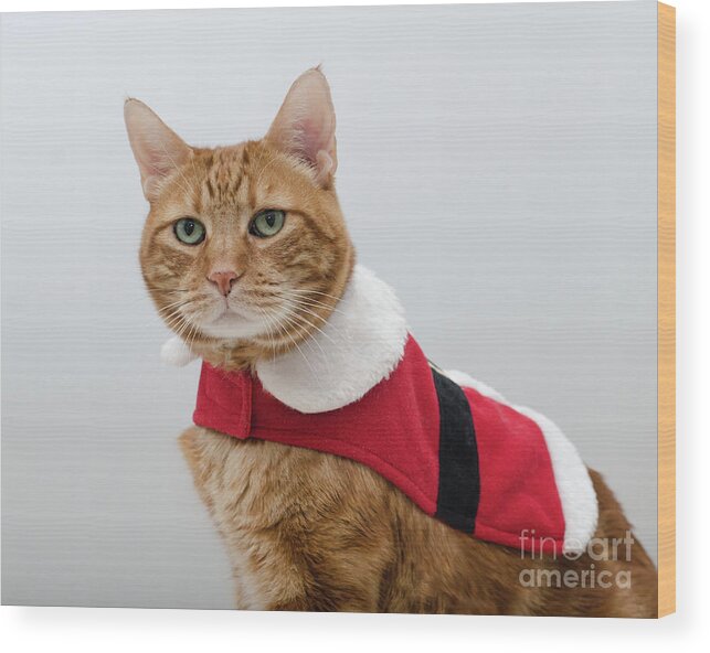 Red Tubby Cat Photograph Wood Print featuring the photograph Red Tubby Cat Tabasco Santa Clause by Irina ArchAngelSkaya