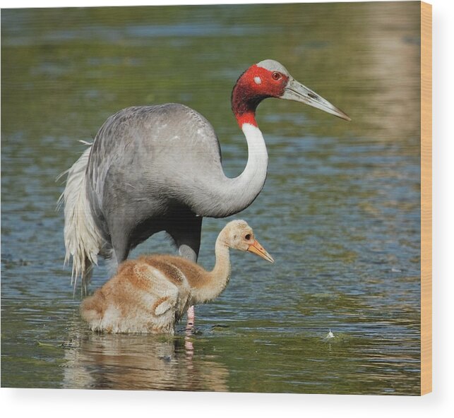 America Wood Print featuring the photograph Sarus Crane Family Portrait by Dawn Currie