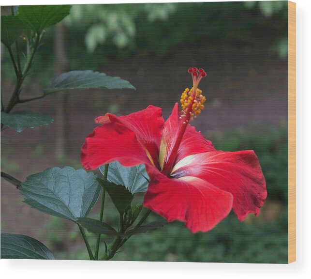 Hibiscus Wood Print featuring the photograph Vivid Hibiscus by Arlene Carmel
