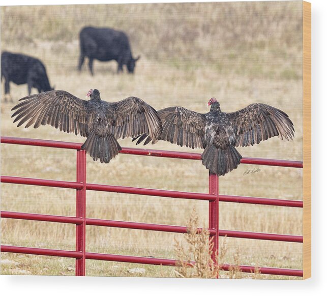 2015 October; Bill Kesler Photography; Bill Kessler Photography; Nebraska; Wallace; Wallace Nebraska; Bird; Birds Of Prey; Raptor; Turkey Vultures; Vultures;gate;perched;vulture Overlap; Wood Print featuring the photograph Vulture Overlap by Bill Kesler