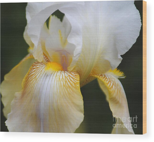 Iris Wood Print featuring the photograph White Iris II by Jai Johnson