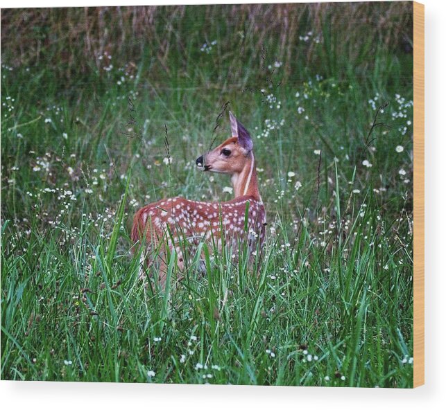 Whitetail Wood Print featuring the photograph Whitetail Fawn by Ronald Lutz