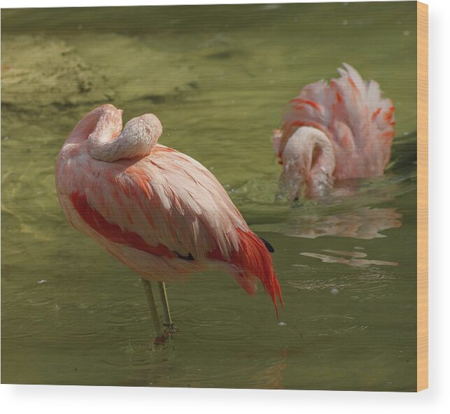 Flamingo American Wood Print featuring the photograph Asleep On The Job by M Three Photos