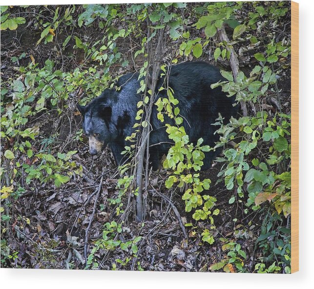 Black Bear Wood Print featuring the photograph Blue Ridge Black Bear by Ronald Lutz