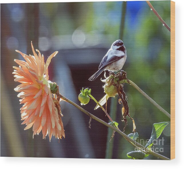Kmaphoto Wood Print featuring the photograph Chickadee and Dahlia by Kristine Anderson