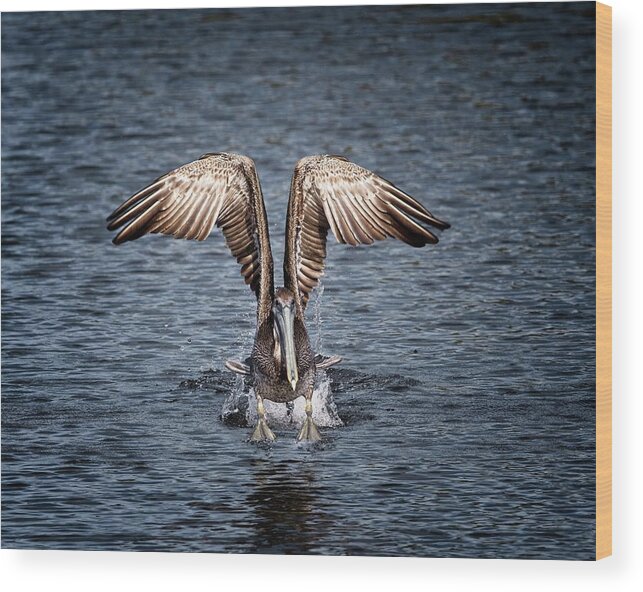 Bird Wood Print featuring the photograph Florida Brown Pelican walking on water by Ronald Lutz