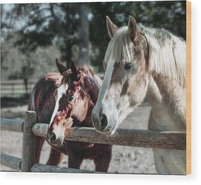 Horses Wood Print featuring the photograph Horses by Jim Mathis