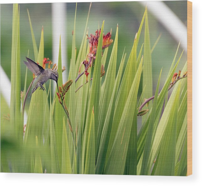 Kmaphoto Wood Print featuring the photograph Hummingbird Crocosmia by Kristine Anderson