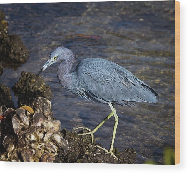 Little Blue Heron Wood Print featuring the photograph Little Blue Heron by Ronald Lutz