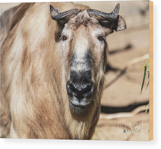 Cattle Chamois Wood Print featuring the photograph Nice to Meet Gnu by David Levin