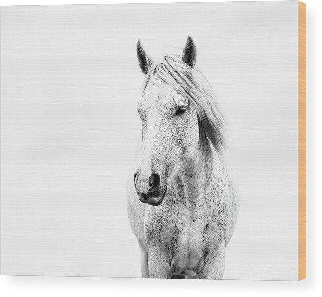 Horse Wood Print featuring the photograph Oliver II - Horse Art by Lisa Saint