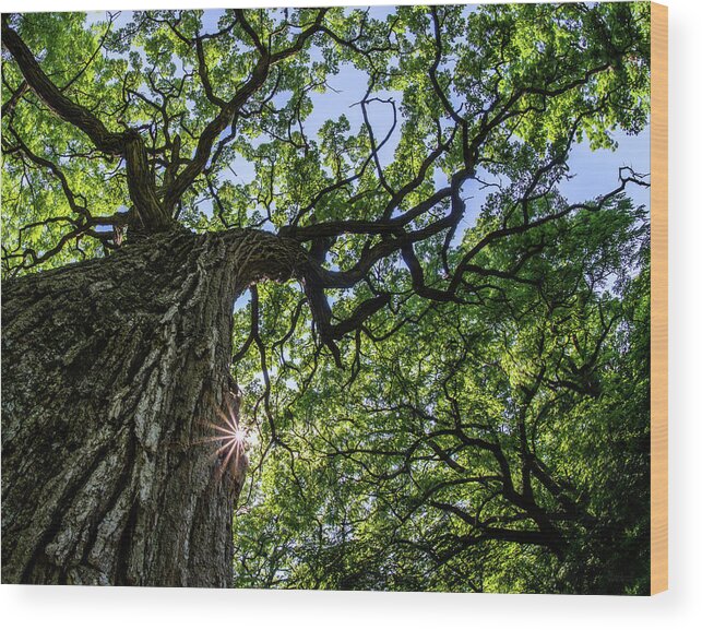 Oak Wood Print featuring the photograph Things are Looking Up #2 - Mighty Oak in Lake Kegonsa SP - WI by Peter Herman