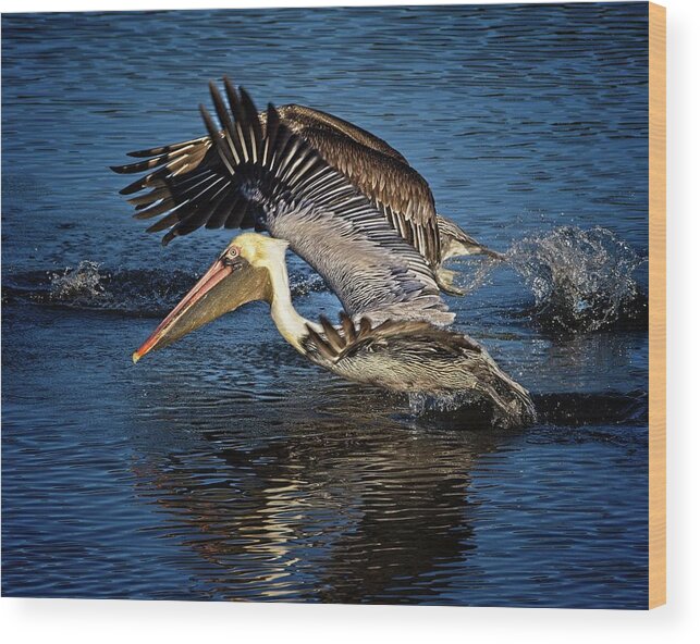 Brown Pelican Wood Print featuring the photograph We Have Liftoff by Ronald Lutz