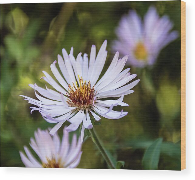 Aster Wood Print featuring the photograph Wildflower Beauty by Dawn Currie