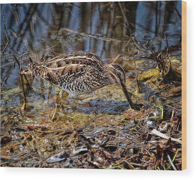 Wildlife Wood Print featuring the photograph Wilson's Snipe in Savannah National Wildlife Refuge by Ronald Lutz