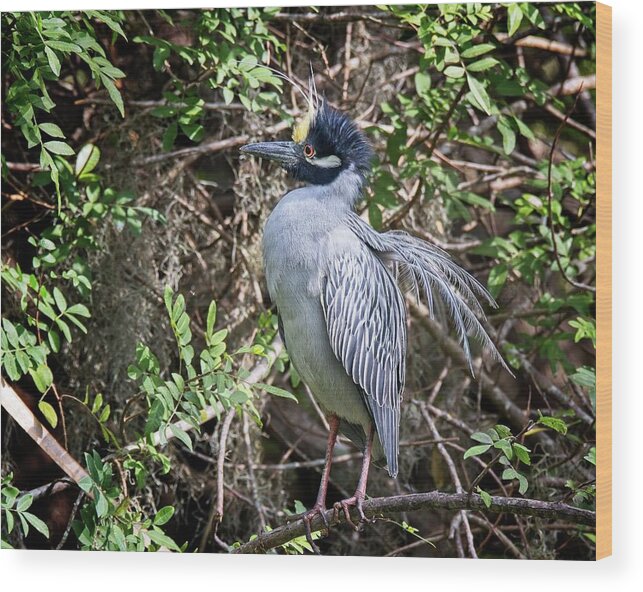  Wood Print featuring the photograph Yellow-crowned Night Heron during mating season by Ronald Lutz