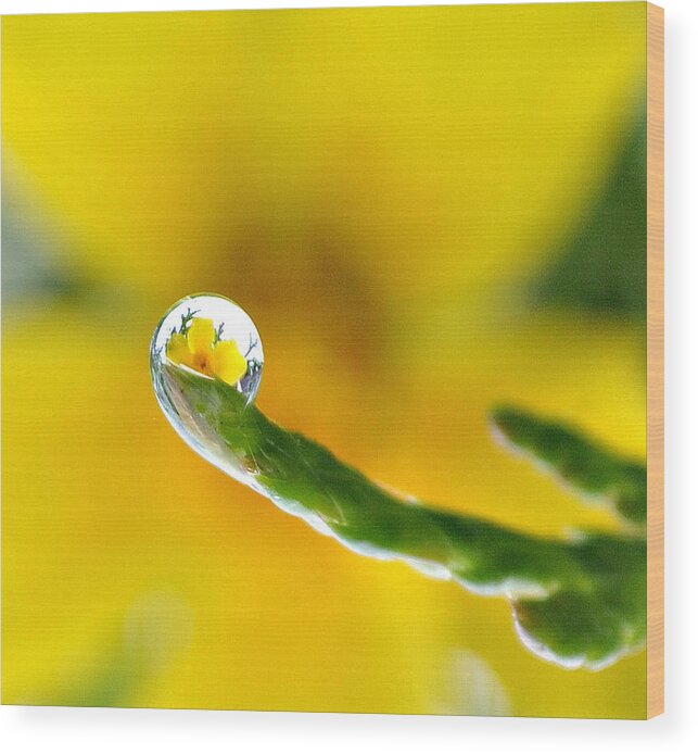 Flower Wood Print featuring the photograph Finger Tip Flower by Joe Ormonde